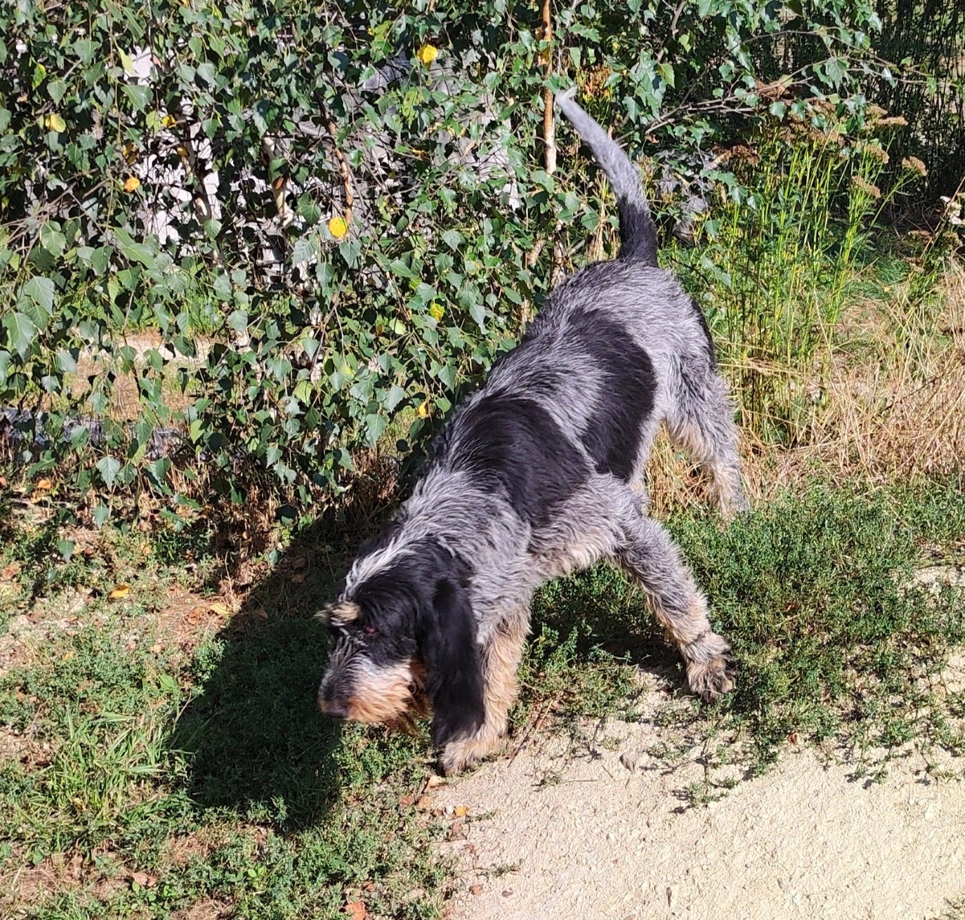 Unes de la vallée de l'Arcomie